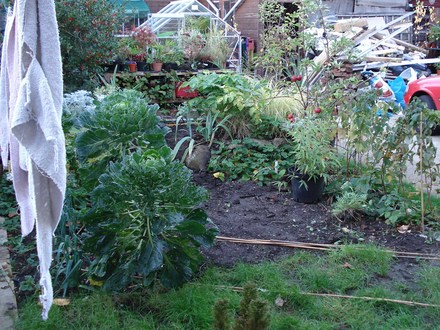 My garden in November 06