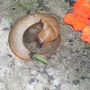 Slugs