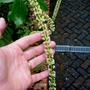 Itea ilicifolia