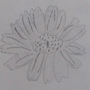 Pencil drawing by Jade