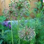 seed heads (Allium)