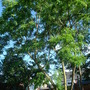 Tree in garden (Robinia pseudoacacia (False acacia))