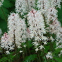 Tiarella cordifolia