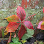Virginia Creeper (Parthenocissus quinquefolia (Virginia creeper))