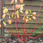 Red barked dogwood (Cornus alba (Red-barked dogwood))
