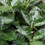 Aucuba japonica 'Rozannie'