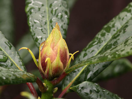 Flower bud on an evergreen Rhododendron (Rhododendron 'Tortoiseshell Wonder')