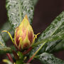 Flower bud on an evergreen Rhododendron (Rhododendron 'Tortoiseshell Wonder')