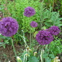allium sensation (Allium Sensation)