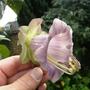 Cobaea scandens