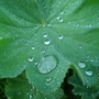 Alchemilla erythropoda