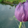 Tulip (Tulip)