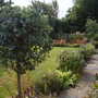 Eucalyptus (Eucalyptus globulus (Blue Gum))