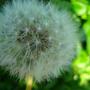 dandelion clock (Taraxacum officinale (Dandelion))