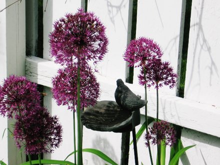 allium (Allium aflatunense)
