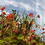 Hot border