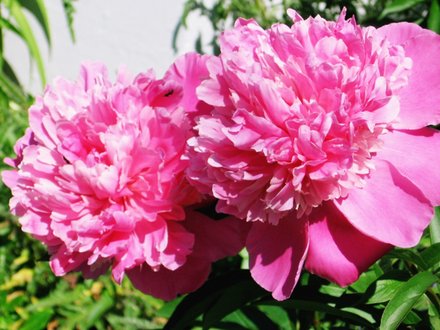 peony (Paeonia officinalis (Double Peony))