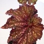 New Begonia