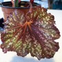 Early birthday present begonia