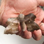giant hawk moth