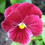 Red Pansy (Viola tricolor)