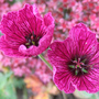 Geranium cinereum 'Purple Pillow' (Geranium cinereum)