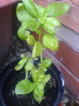 A garden flower photo (Ocimum basilicum (Basil))