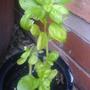 A garden flower photo (Ocimum basilicum (Basil))