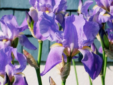 Bearded Iris (Iris germanica (Orris))