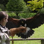 Harris Hawk