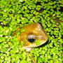 A little Prince pokes his head up out of the pond.