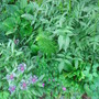 Right border - Spring 2007 (Centaurea montana)
