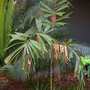 Unknown Palm 