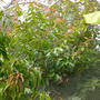 Syzygium cumini - Java Plum (Syzygium cumini)