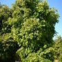 Syzygium cumini - Java Plum (Syzygium cumini -)