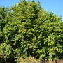 Syzygium cumini - Java Plum (Syzygium cumini)