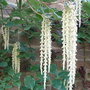 Garrya_elliptica__james_roof__2