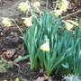 Narcissus 'Cedric Morris'
