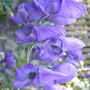 Aconitum carmichaelii