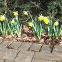 Narcissus__rijnveld_s_early_sensation__2