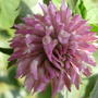 Clover