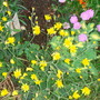 Scabious, Sedum and Hieracium - May 2007 (Hieracium Leopard 'Chocolate Dip')