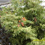 Trumpet Vine (Campsis radicans)