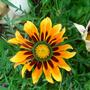 Gazania