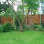 My woodland garden (Robinia pseudoacacia (False acacia))