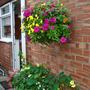 baskets near back door 2008 (Nasturtium)
