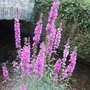 Lythrum_1