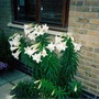 Pictureflowers