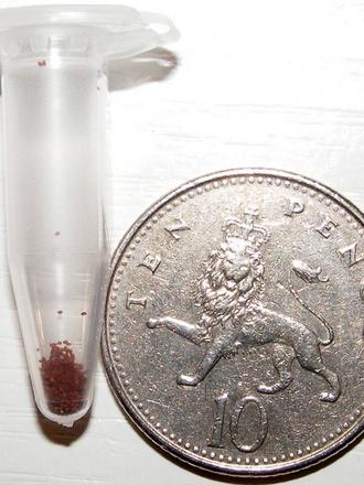 Begonia Seeds 