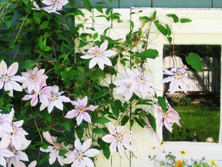clematis